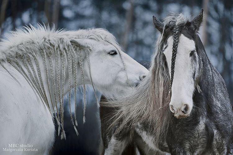 The Vikings Of The Horse World @Malgorzata Kuriata MBC Studio